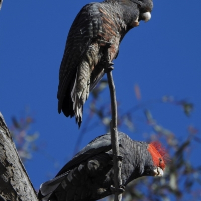 Callocephalon fimbriatum (Gang-gang Cockatoo) at Aranda Bushland - 10 Oct 2020 by KMcCue