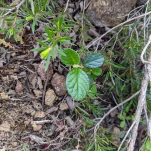 Pomaderris sp. at Holt, ACT - 10 Oct 2020