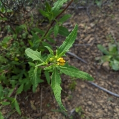 Sigesbeckia australiensis (Cobber Weed) at Woodstock Nature Reserve - 10 Oct 2020 by MattM