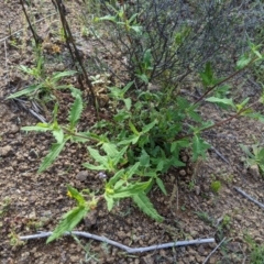 Sigesbeckia australiensis at Holt, ACT - 10 Oct 2020