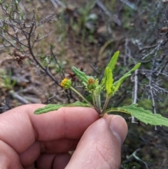 Sigesbeckia australiensis at Holt, ACT - 10 Oct 2020