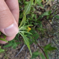 Sigesbeckia australiensis at Holt, ACT - 10 Oct 2020