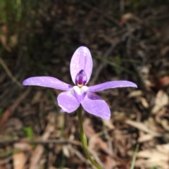 Glossodia major (Wax Lip Orchid) at Acton, ACT - 11 Oct 2020 by Liam.m