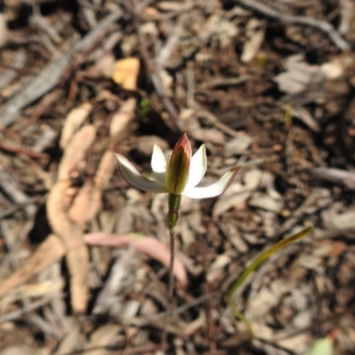 Caladenia moschata (Musky Caps) at ANBG - 9 Oct 2020 by Liam.m