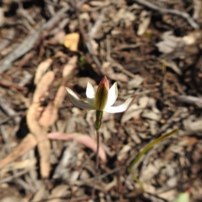 Caladenia moschata (Musky Caps) at Acton, ACT - 10 Oct 2020 by Liam.m