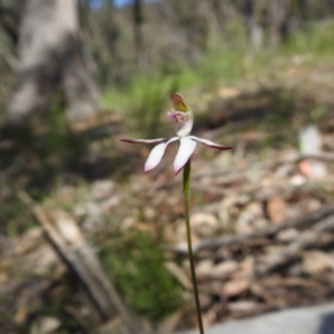 Caladenia moschata at Acton, ACT - suppressed