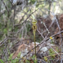 Oligochaetochilus hamatus (Southern Hooked Rustyhood) at Holt, ACT - 10 Oct 2020 by MattM