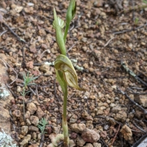 Oligochaetochilus hamatus at Holt, ACT - suppressed