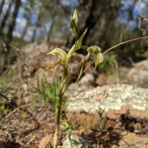 Oligochaetochilus hamatus at Holt, ACT - suppressed