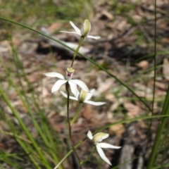Caladenia moschata (Musky Caps) at Acton, ACT - 10 Oct 2020 by Liam.m