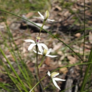 Caladenia moschata at Acton, ACT - suppressed