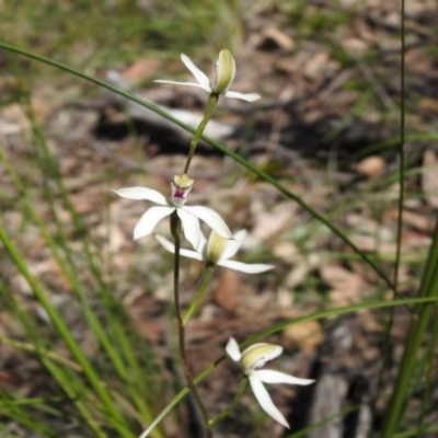 Caladenia moschata (Musky Caps) at Acton, ACT - 10 Oct 2020 by Liam.m