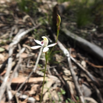 Caladenia moschata (Musky Caps) at Acton, ACT - 10 Oct 2020 by Liam.m