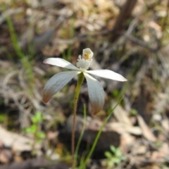 Caladenia ustulata (Brown Caps) at Acton, ACT - 9 Oct 2020 by Liam.m