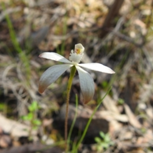 Caladenia ustulata at Acton, ACT - suppressed