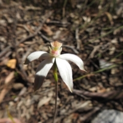Caladenia moschata (Musky Caps) at Acton, ACT - 10 Oct 2020 by Liam.m