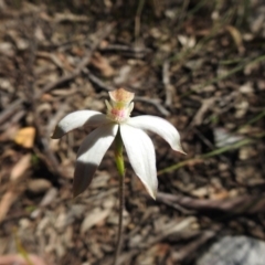 Caladenia moschata (Musky Caps) at ANBG - 9 Oct 2020 by Liam.m