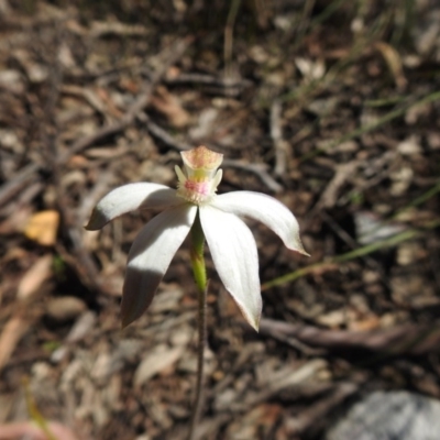 Caladenia moschata (Musky Caps) at Acton, ACT - 10 Oct 2020 by Liam.m