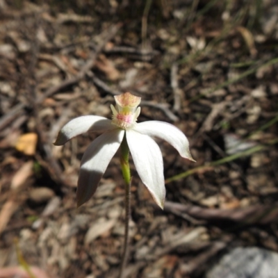 Caladenia moschata (Musky Caps) at ANBG - 9 Oct 2020 by Liam.m