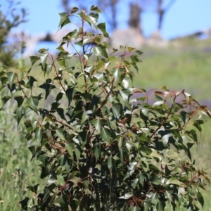 Brachychiton populneus subsp. populneus at Cook, ACT - 28 Sep 2020