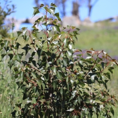 Brachychiton populneus subsp. populneus (Kurrajong) at Mount Painter - 28 Sep 2020 by AlisonMilton
