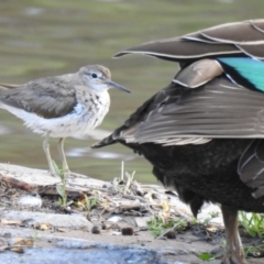 Actitis hypoleucos (Common Sandpiper) at Isabella Pond - 9 Oct 2020 by Liam.m