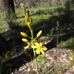 Bulbine bulbosa at Majura, ACT - 11 Oct 2020 09:52 AM