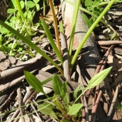 Bulbine bulbosa at Majura, ACT - 11 Oct 2020 09:52 AM