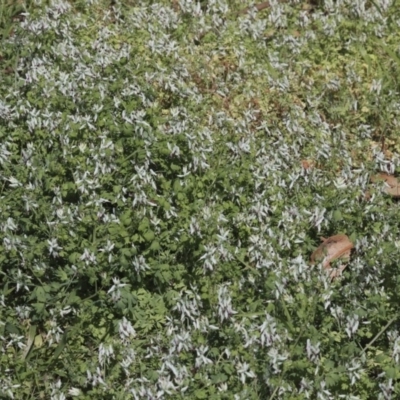 Fumaria capreolata (White Fumitory) at Weetangera, ACT - 28 Sep 2020 by AlisonMilton