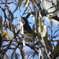 Grantiella picta (Painted Honeyeater) at Majura, ACT - 11 Oct 2020 by Liam.m