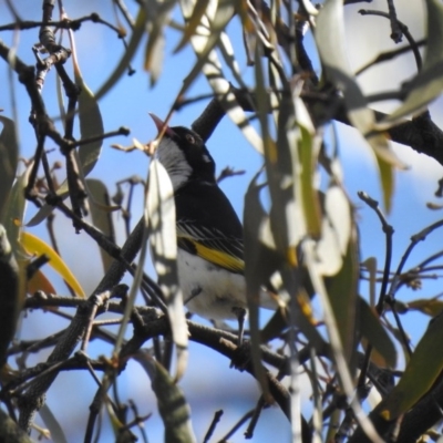 Grantiella picta (Painted Honeyeater) at Mount Ainslie - 10 Oct 2020 by Liam.m