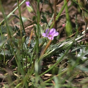 Erodium botrys at Wodonga, VIC - 10 Oct 2020 10:00 AM