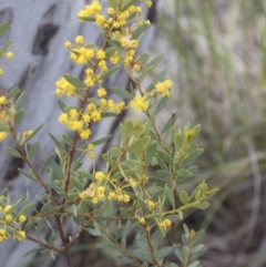 Acacia buxifolia subsp. buxifolia (Box-leaf Wattle) at Bruce, ACT - 13 Sep 2020 by AlisonMilton