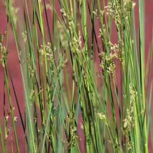 Juncus sp. at Wodonga, VIC - 10 Oct 2020