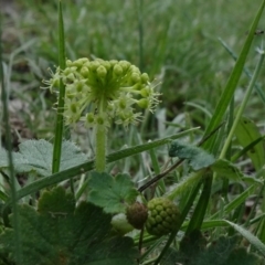 Hydrocotyle laxiflora (Stinking Pennywort) at Gossan Hill - 11 Oct 2020 by JanetRussell