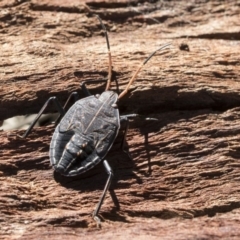 Theseus modestus (Gum tree shield bug) at Cook, ACT - 28 Sep 2020 by AlisonMilton