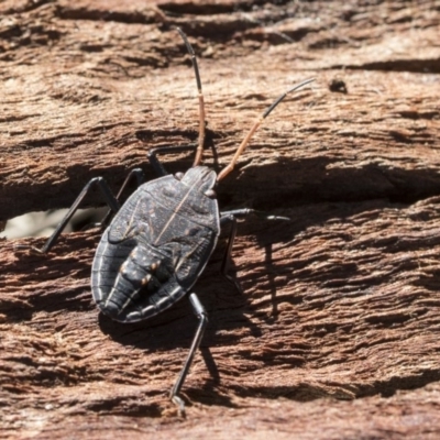 Theseus modestus (Gum tree shield bug) at Cook, ACT - 28 Sep 2020 by AlisonMilton