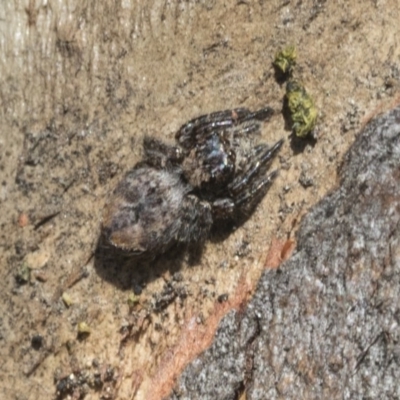 Servaea incana (Hoary Servaea) at Cook, ACT - 28 Sep 2020 by AlisonMilton