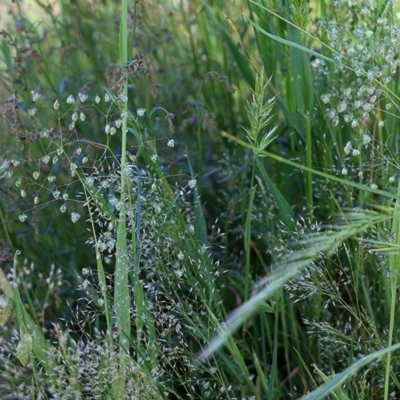 Briza minor (Shivery Grass) at Wodonga, VIC - 9 Oct 2020 by Kyliegw