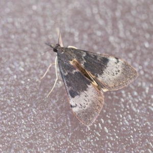 Uresiphita ornithopteralis at Higgins, ACT - 12 Sep 2020 10:01 AM