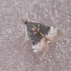 Uresiphita ornithopteralis (Tree Lucerne Moth) at Higgins, ACT - 12 Sep 2020 by AlisonMilton