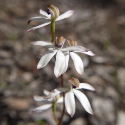 Caladenia cucullata (Lemon Caps) at Bruce, ACT - 11 Oct 2020 by ClubFED