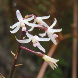 Dipodium roseum at Mallacoota, VIC - 26 Oct 2017