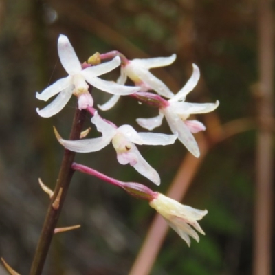 Dipodium roseum (Rosy Hyacinth Orchid) at Mallacoota, VIC - 25 Oct 2017 by Liam.m