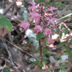 Dipodium roseum at Mallacoota, VIC - 26 Sep 2017