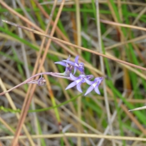 Lobelia dentata/gibbosa at Mallacoota, VIC - 26 Sep 2017