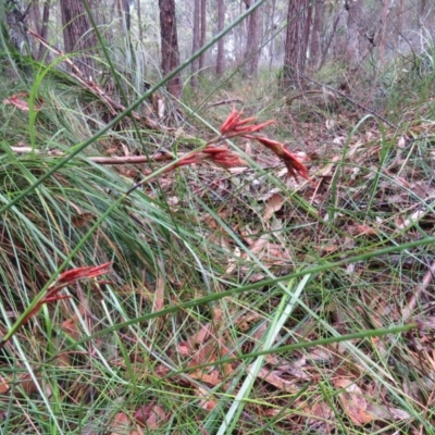 Schoenus brevifolius (Zigzag Bogsedge) at Mallacoota, VIC - 25 Sep 2017 by Liam.m