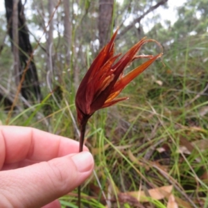 Schoenus brevifolius at Mallacoota, VIC - 25 Sep 2017 10:46 AM