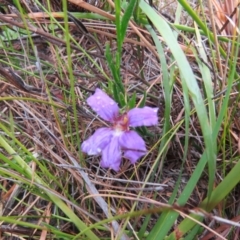 Scaevola ramosissima (Hairy Fan-flower) at Mallacoota, VIC - 24 Sep 2017 by Liam.m