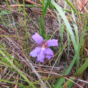 Scaevola ramosissima at Mallacoota, VIC - 24 Sep 2017